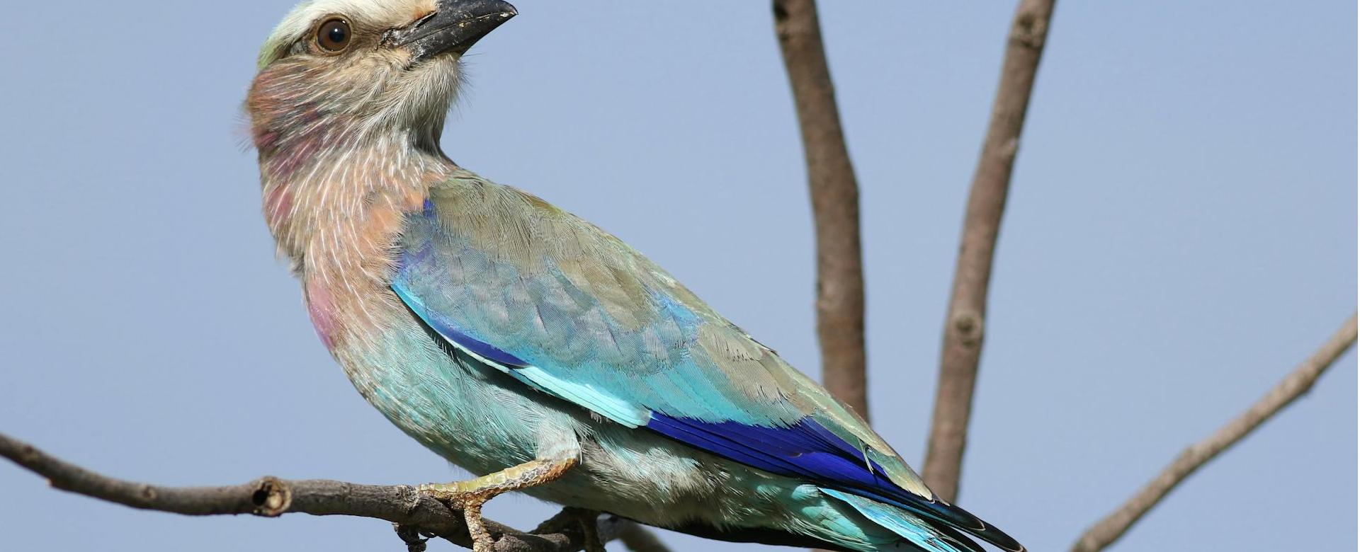 Magasin D'Oiseaux De Compagnie -Magasin D'Oiseaux De Compagnie pexels dkeats 33112943